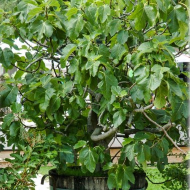 ficus-carica-violette-feigen-feigenbaeume (3)